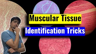 Muscular Tissue LS and TS Identification Tricks - Anatomy (Histology) - 1st Year MBBS IOM, TU