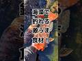 冬の海に海藻をぶっ込む #shorts #釣り