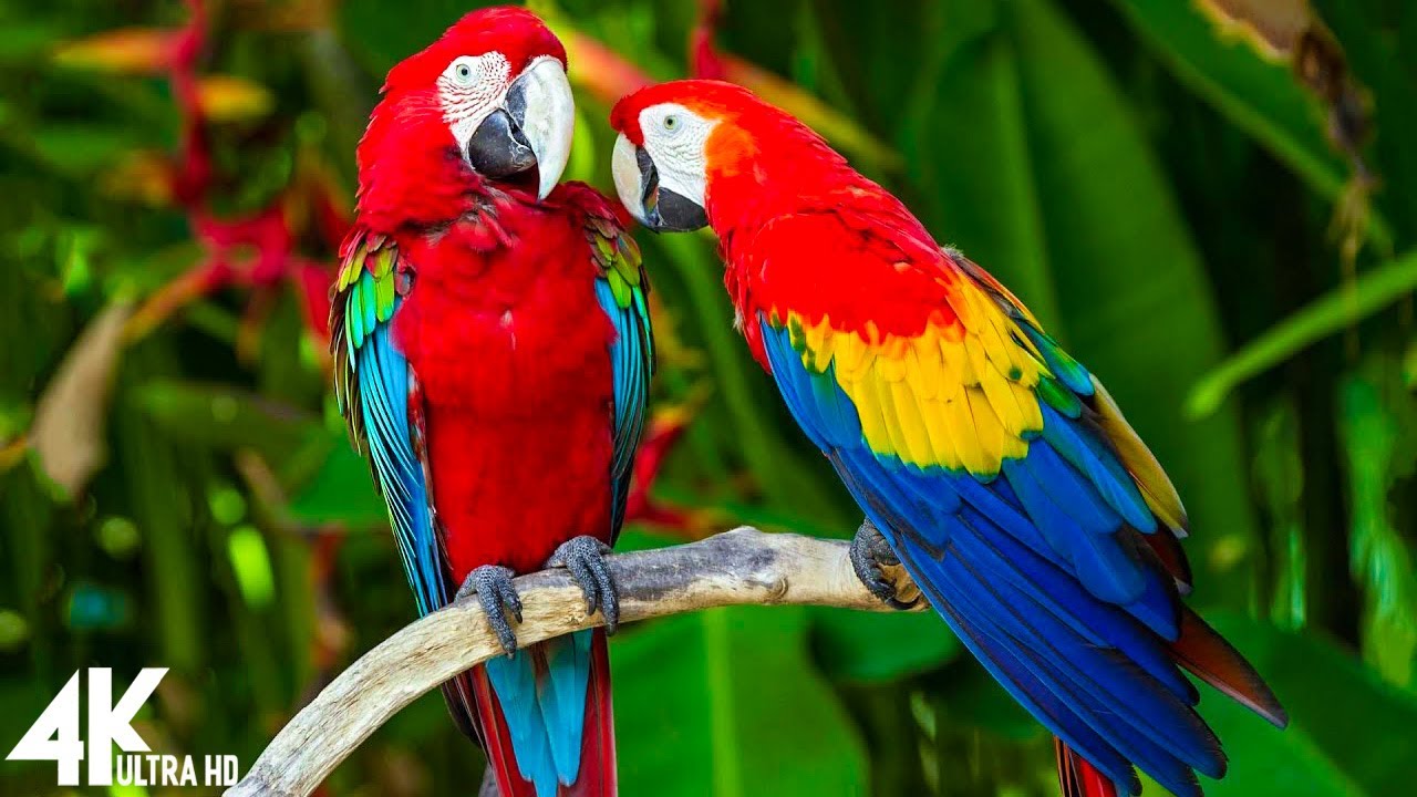 Parrot macaw Parrots for