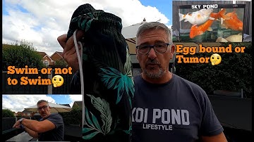 KOI POND*BOTTOM DRAIN COVER REFIT WITHOUT GETTING WET🤔👍*POORLY FISH, EGG BOUND OR TUMOR DISASTER😮☹**