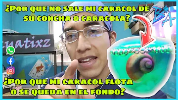 ¿Por qué mi caracol flota boca abajo?