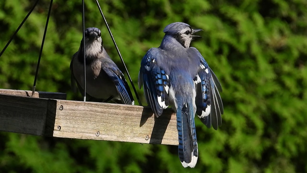 Cris Des Bebes Geai Bleu Cries Of Blue Jay Babies Youtube Cris Des Bebes Geai Bleu Cries Of Blue Jay Babies Youtube