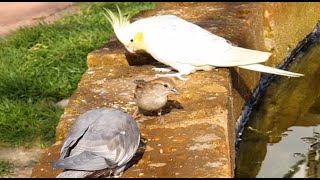 Cockatiels meet a wild sparrow