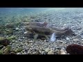 Chinook Salmon Spawning Act1 May 2016