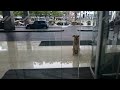Una Mujer Muestra Afecto A Un Perro Callejero Y Éste Espera Fuera De Su Edificio Durante 6 Meses
