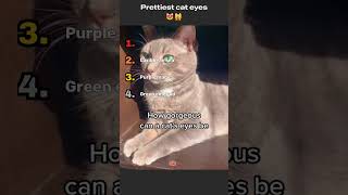 Prettiest eyes ever- cute cat edition ranking #cat #funny #foryou #instagram  #pets #dog #cute