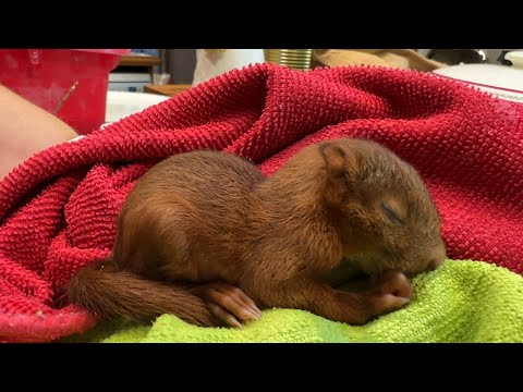 Help Us Name the baby Squirrel  - Chateau Life ? EP 224