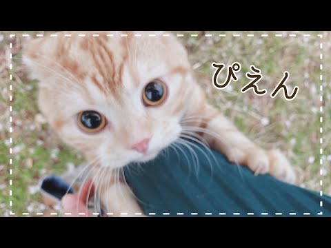 猫がはじめてお花見に行ったら怖すぎて涙目になりました【スコティッシュフォールド】