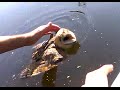 Barn owl rescued from drowning.