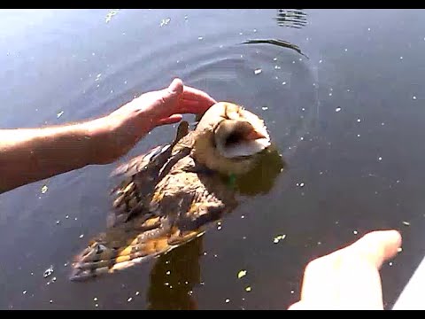 Barn owl rescued from drowning.