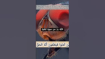 #المصحف #تلاوة_خاشعة لفضيلة الشيخ د. أحمد عبد الرحمن الخجا برواية قالون عن نافع #اكسبلور