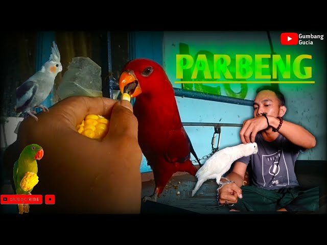 Funny And Clever Parrots (Paruh Bengkok) Official class=