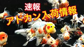 金魚【速報】志村産の東錦と桜東錦【土浦観賞魚アドカン入荷情報】１０月７日