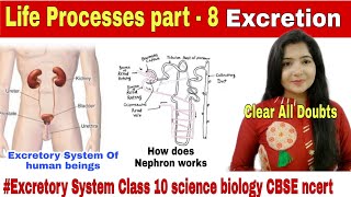 Life Processes part - 8|Excretory system|#Urinformation|#ExcretorySysteminhindi class 10 science bio