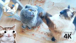 Cutest Cats. Tikhon and Misha's Daily Delights / Episode 124