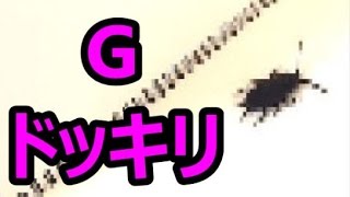 ゲームをすると嘘をついて 『 ゴキブリドッキリ 』 を仕掛けた