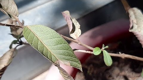 Khắc Phục Cây Trồng Một Thời Gian Bị Héo Lá Khô Lá