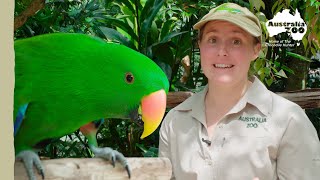 Help us find some of our elusive birds | Australia Zoo Life