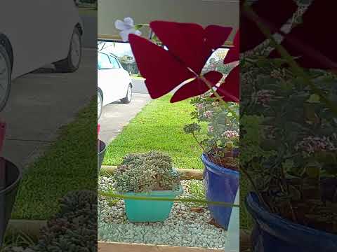 Highlight 2:08:30 – 2:13:29 from Visaya ng Australia 143 is live TAKE 2 SLS ROAD WATCH