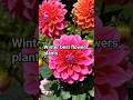 Winter best flowers plants🌱🔥// Winter top flowering plants🌸// #viral #guldaudi #dahlia