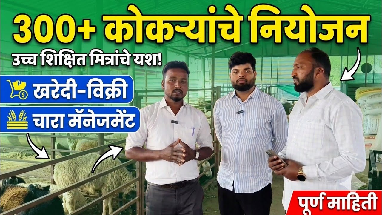 ३०० कोकरांचे यशस्वी व्यवस्थापन कसे करावे? खरेदी, विक्री आणि चारा नियोजनाची A to Z माहिती