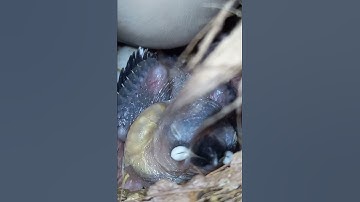 java sparrow breeding progress/Baby java/Java breeding tips/Java breeding setup