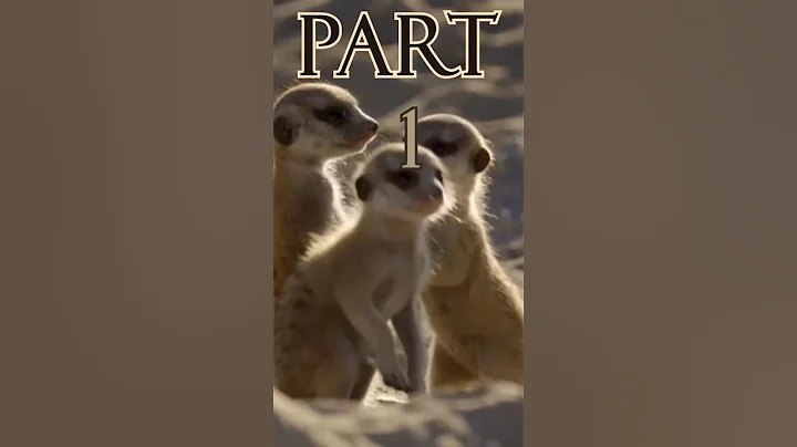 South African Meerkats: Guardians of the Kalahari Desert 1