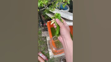 Cách tạo trùng cỏ kkk