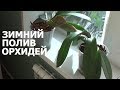 ЗИМНИЙ ПОЛИВ ОРХИДЕЙ как поливать орхидеи я буду - мой 15 летний опыт