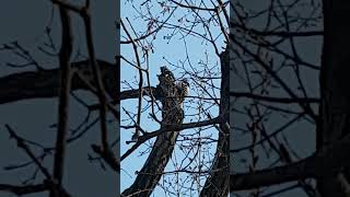 20250406  오색딱다구리