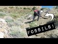 A MOUNTAIN OF FOSSILS (Vanlife/SUV Camping Adventures)