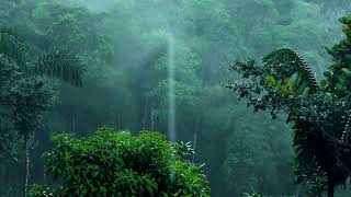 Listen to the rain on the forest path, relax, reduce anxiety, and sleep deeply