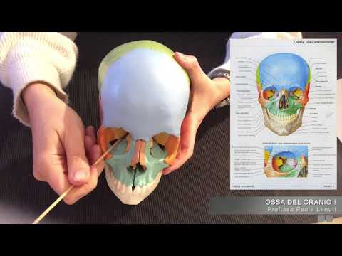 Video: Forma Allungata Del Cranio. Imitazione Degli Dei? - Visualizzazione Alternativa