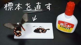 昆虫標本 Youtube