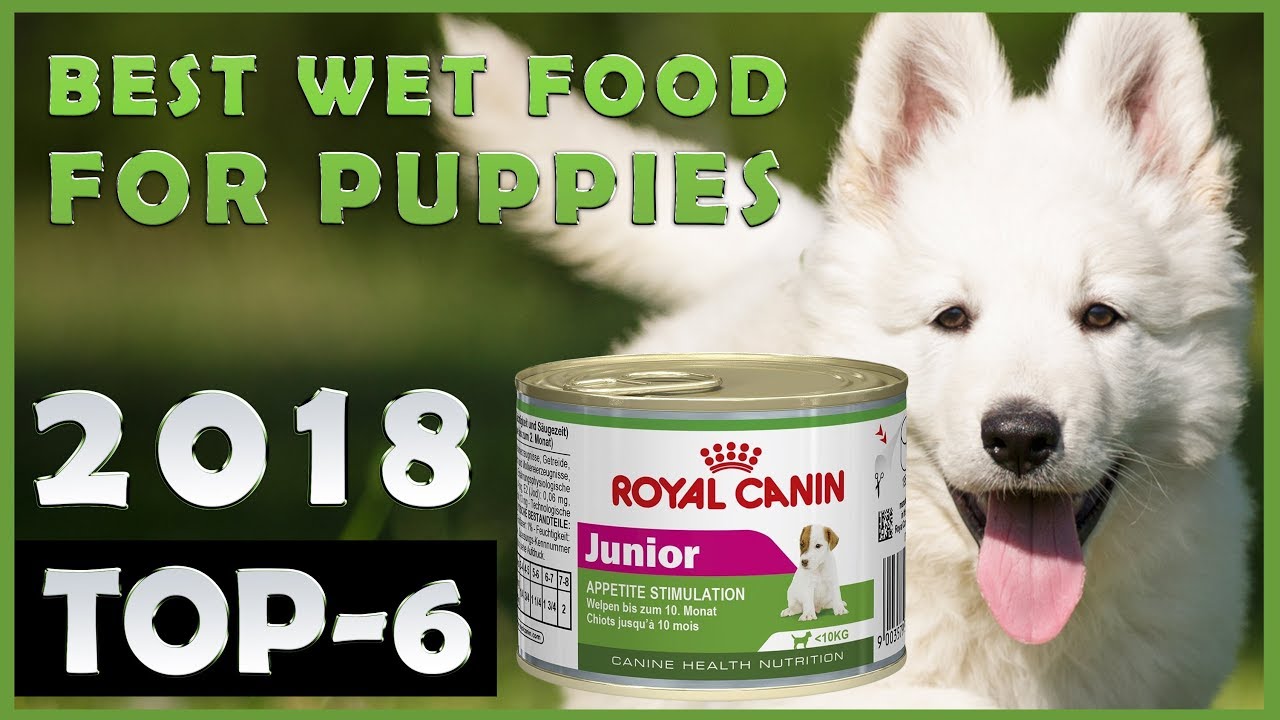 Best š„ Wet Food For Puppies š¶ Review š„ TOP 6 - YouTube