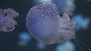 Poppy's Underwater Adventure: A Jellyfish Tale