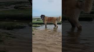 FROM NOW ON I'LL GO BACK HOME WITH MY DADDY #dog #leonberger #beach #funny