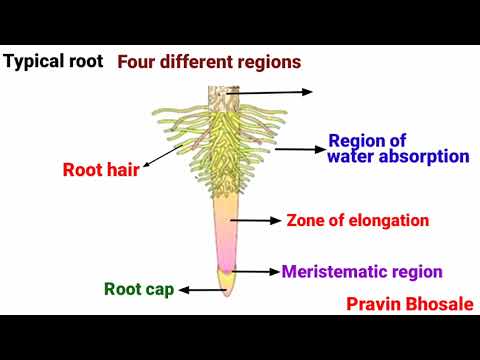 Root | Structure