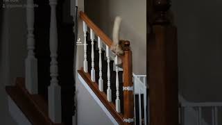 Youve Been Mooned Viral Cat Video