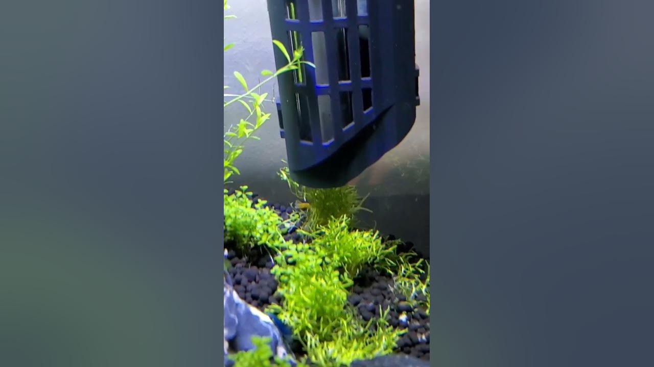 明けましておめでとうございます 水草水槽 三色のシュリンプ導入 地味 な動画 今年もよろしくお願いいたします Youtube