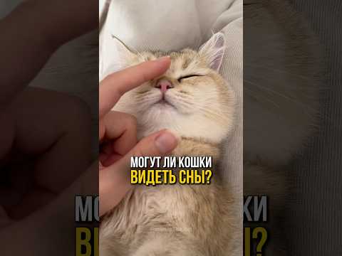 Могут ли кошки видеть сны?🐱🌠