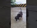 Công chúa bỏ bụi về nhà