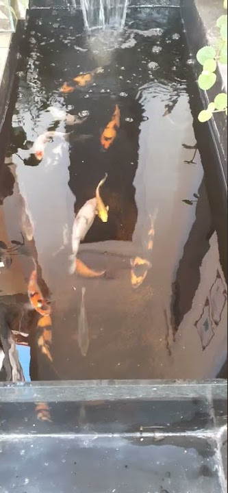 merawat ikan koi dari ukuran 5cm sampai 50cm #fyp #viral #thekoiindonesia #koifish #koipond