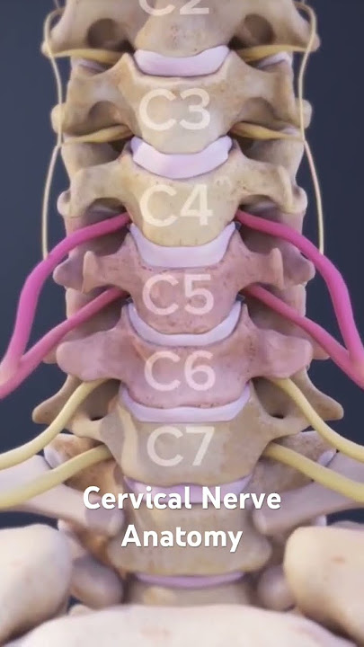 Cervical Nerve Anatomy