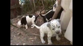 Dalmatian Pitbull Mix Shop For Your Cause