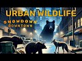 Urban wildlife showdown 3 bears 1 coyote no limits