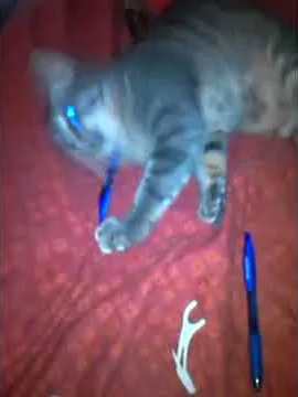 Silly kitty Ashlee