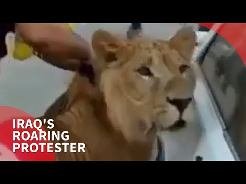 A lion joins Iraq's protests