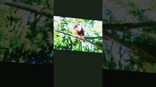 in the night garden toucan song