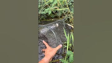 Đặt lờ cá lóc tập 3